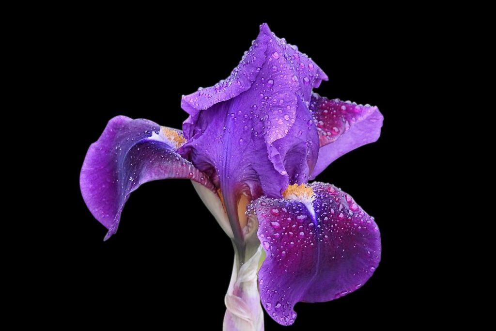 découvrez la beauté fascinante de l'iris, une fleur emblématique aux couleurs éclatantes et aux symboles riches. explorez ses variétés, ses caractéristiques et son entretien pour embellir votre jardin.