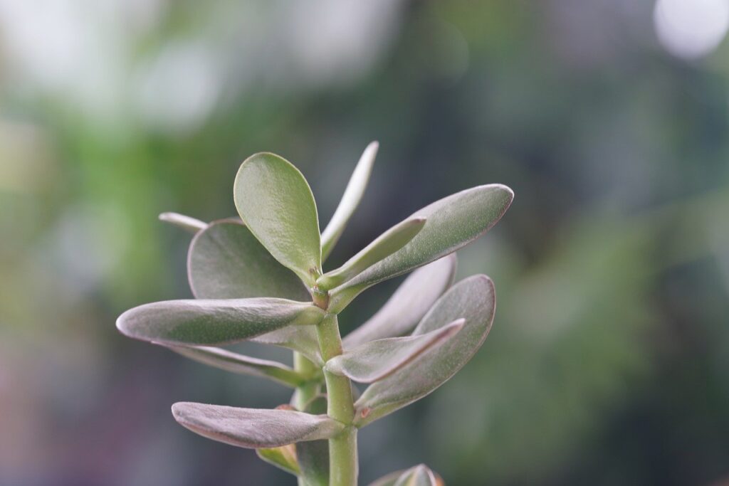 découvrez tout sur la jade, cette pierre précieuse aux vertus fascinantes et à l'histoire riche. apprenez ses significations, ses usages en bijouterie et ses propriétés bienfaisantes.
