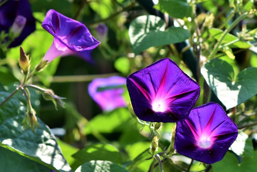 découvrez l'univers fascinant de la violette, une fleur délicate et parfumée symbolisant l'amour et la modestie. explorez ses variétés, ses bienfaits en phytothérapie, et son utilisation en cuisine pour apporter une touche colorée et savoureuse à vos plats.